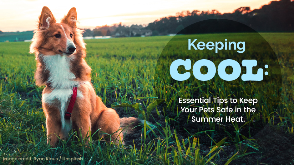 Keeping Cool: Essential Tips to Keep Your Pets Safe in the Summer Heat
